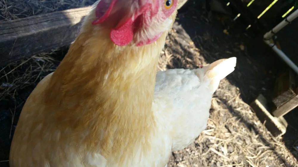 Expert yard maintenance in Tampa, FL - Whitwam Organics