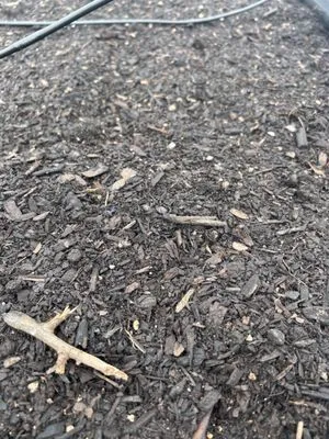 Whitwam Organics Logo