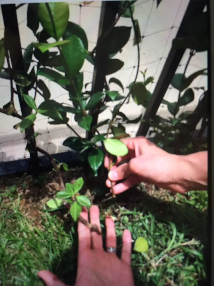 Professional lawn care service experts serving Lafayette, LA - Who did it lawn service