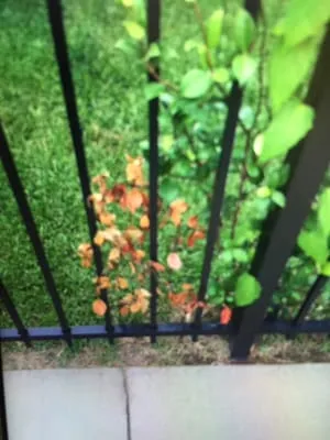 Who did it lawn service Logo