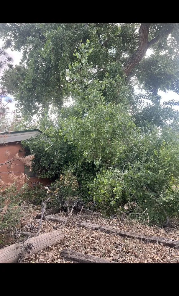 Expert lawn care service experts serving Albuquerque, NM - Whole Lotta Junk Services