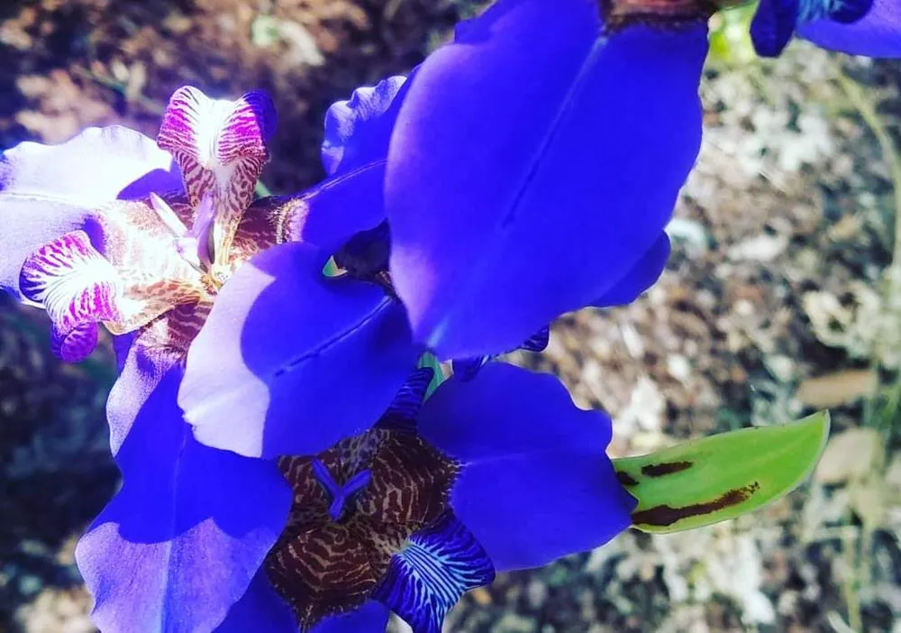 Affordable landscaping services for residential properties in Davis, CA by Whole System Designs