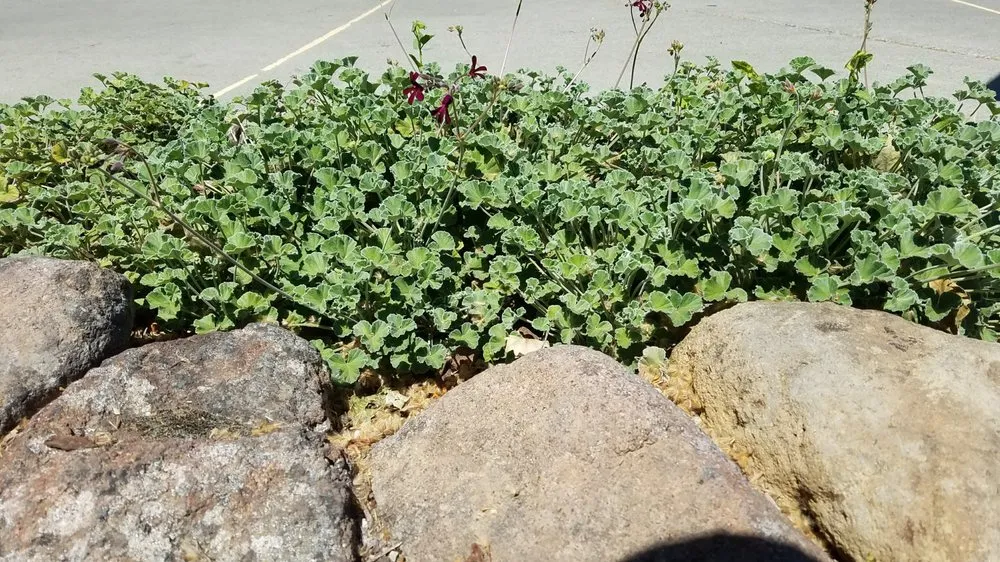 Trusted outdoor landscaping for outdoor upgrades in Davis, CA by Whole System Designs