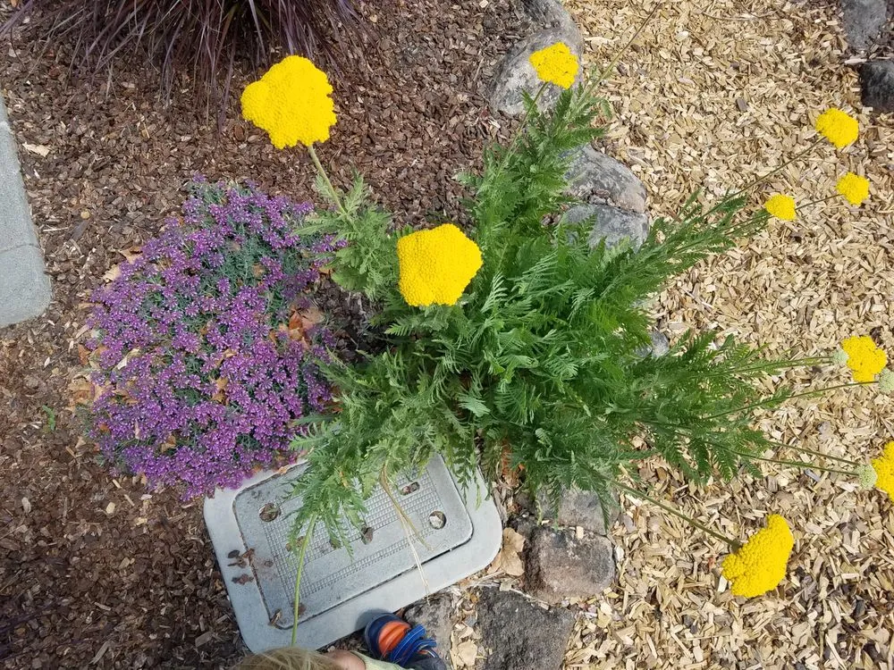 Top-rated yard maintenance for residential properties in Davis, CA by Whole System Designs