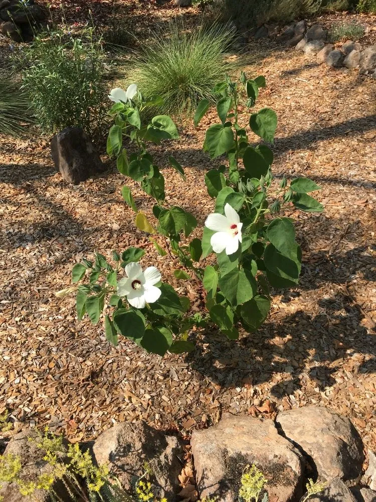 Reliable landscape installation experts serving Davis, CA - Whole System Designs