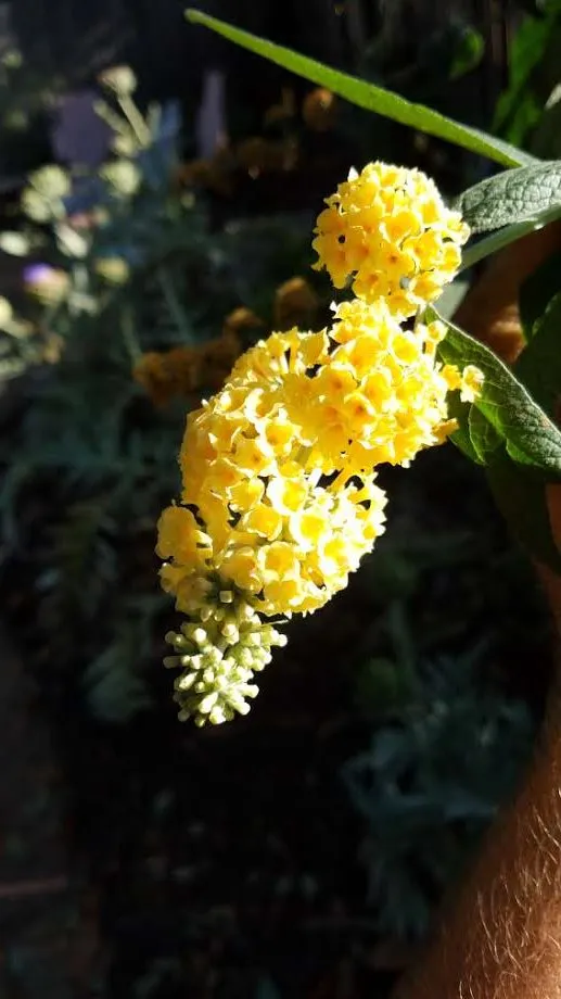 Affordable lawn care service in Davis, CA - Whole System Designs