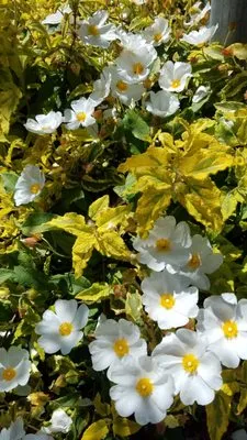 Whole System Designs