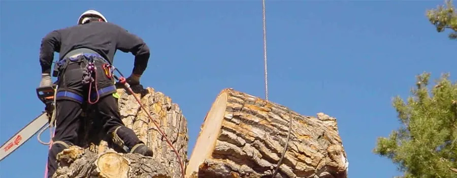 Expert residential landscaping experts serving Upper Arlington, OH - Whole Tree Care by Trapper's Tree Service