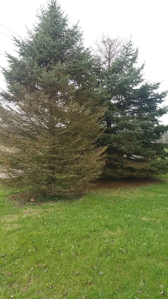 Expert residential landscaping in Upper Arlington, OH by Whole Tree Care by Trapper's Tree Service