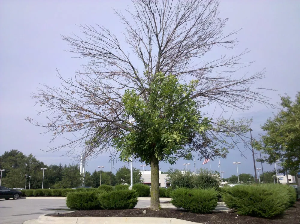 Affordable lawn care service near you across Upper Arlington, OH - Whole Tree Care by Trapper's Tree Service