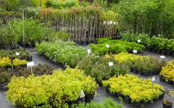 Expert landscaping services experts serving Naples, FL - Wholesale Landscaping & Property Management