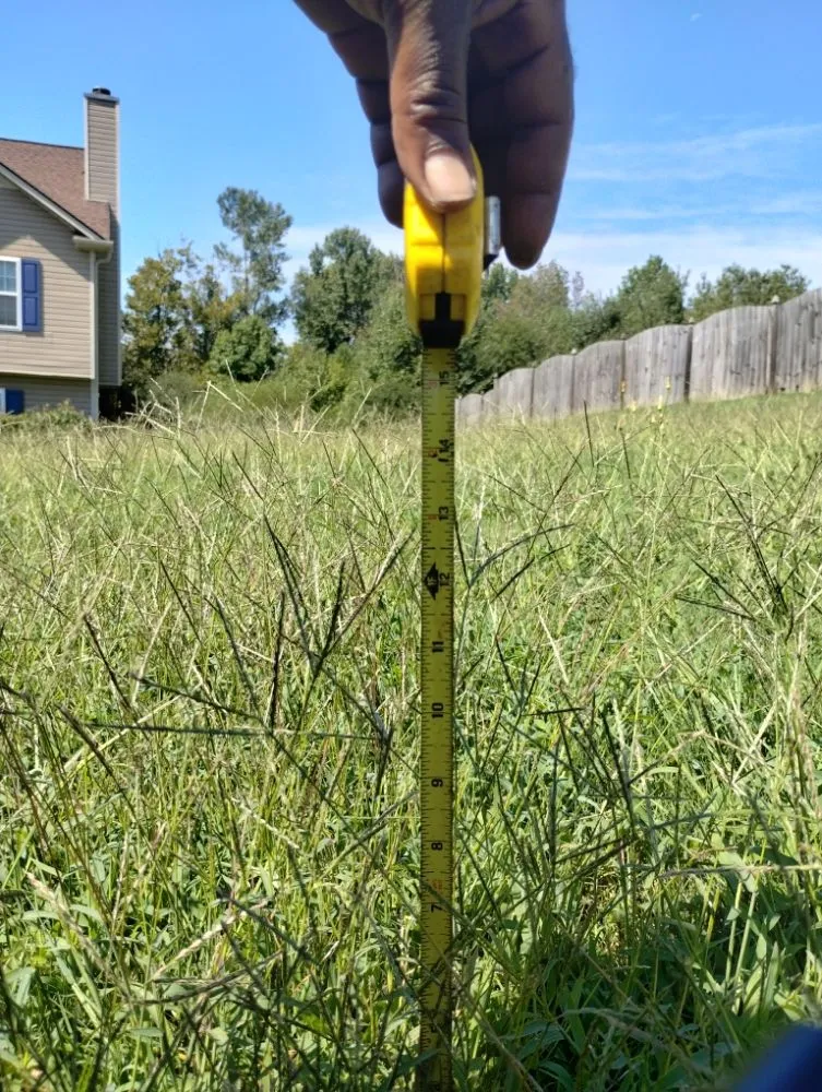 Expert yard cleanup service in Temple, GA by Why Experts