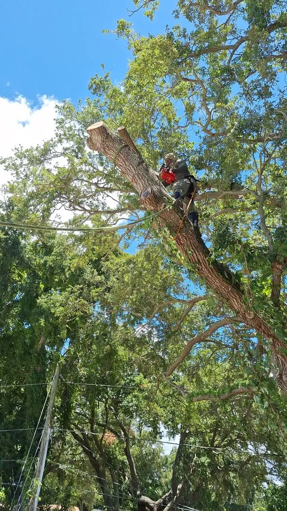 Trusted residential landscaping in St. Petersburg, FL - Whyte Tree Service