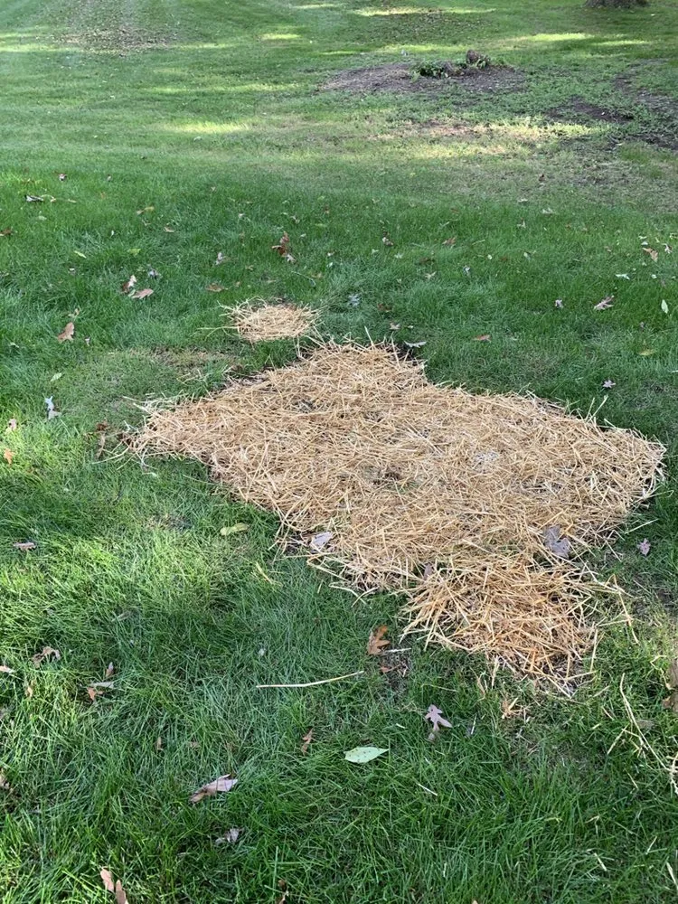 Affordable landscape design with custom design across Waukesha, WI - WI Labor Men