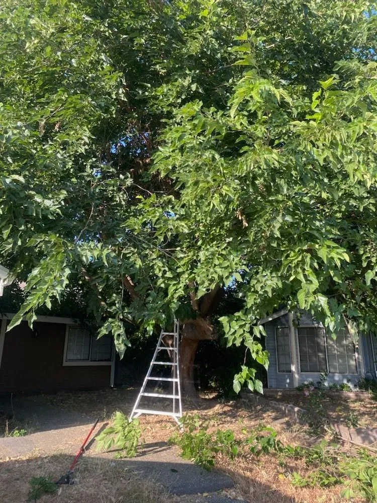 Trusted residential landscaping in Sacramento, CA by Wias Landscaping Services