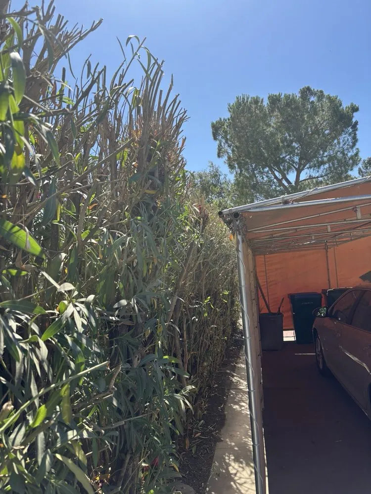 Professional yard cleanup service for beautiful yards in Sacramento, CA by Wias Landscaping Services