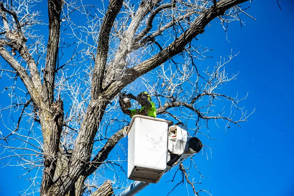 Trusted lawn care service in Wichita, KS - Wichita Tree Service