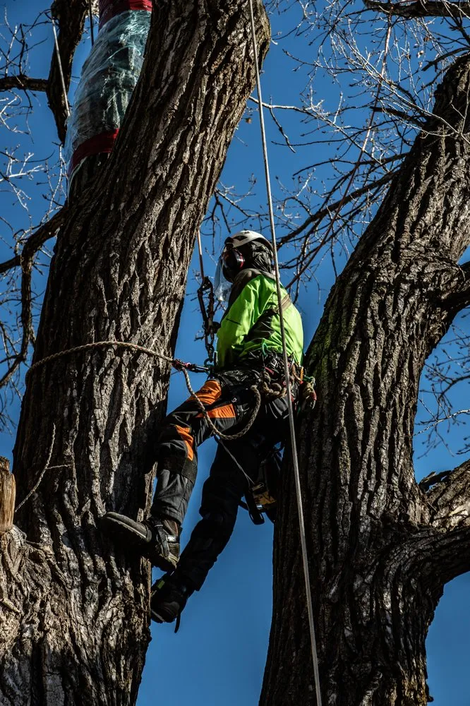 Professional lawn care service for beautiful yards in Wichita, KS by Wichita Tree Service