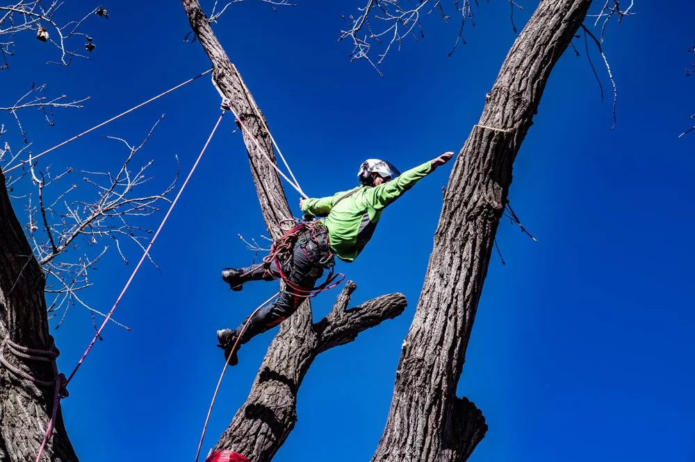 Custom residential landscaping for beautiful yards in Wichita, KS by Wichita Tree Service