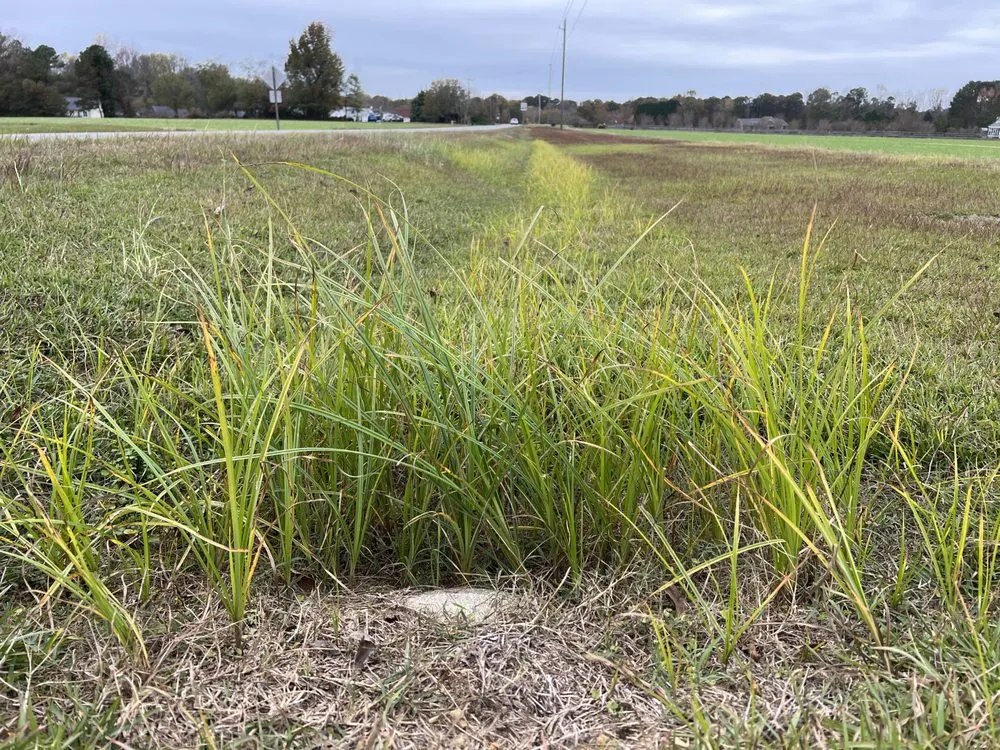 Professional landscape installation in Willow Spring, NC - Wicked Weed Control