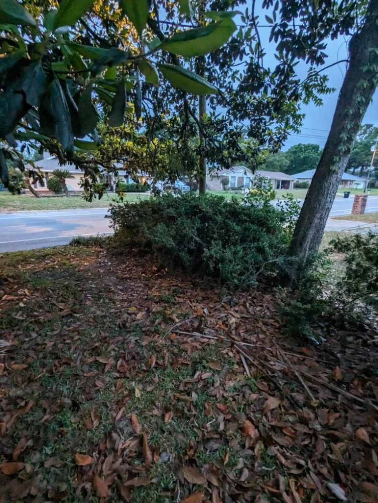 Expert yard cleanup service for outdoor upgrades across Pace, FL - Wicker Bills