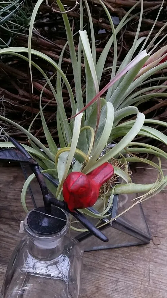 Reliable outdoor landscaping for outdoor upgrades across Springfield, MO - Wickmans Garden Village