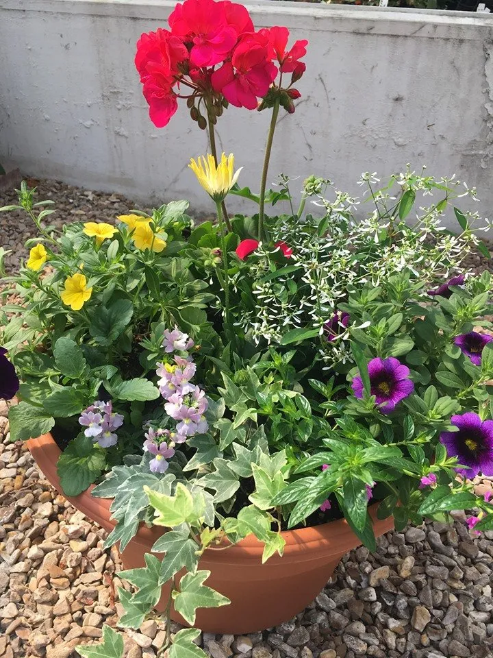 Expert landscaping services for beautiful yards in Springfield, MO by Wickmans Garden Village