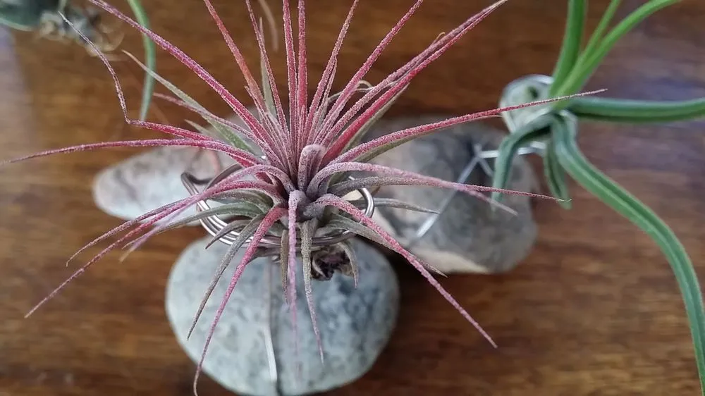 Affordable garden landscaping for outdoor upgrades across Springfield, MO - Wickmans Garden Village