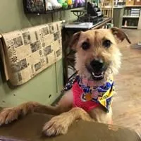 Local landscaping services for homes in Springfield, MO by Wickmans Garden Village