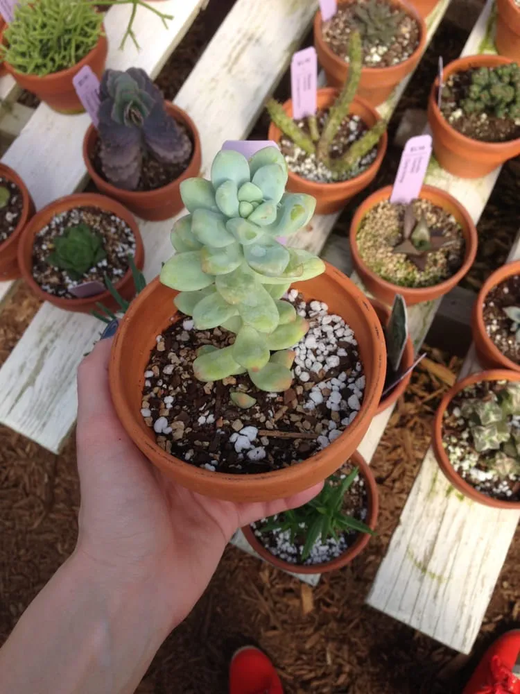 Local residential landscaping for year-round maintenance in Springfield, MO by Wickmans Garden Village