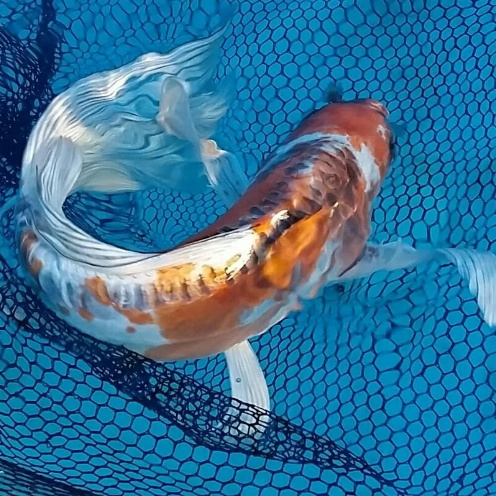 Expert yard maintenance in Springfield, MO - Wickmans Garden Village