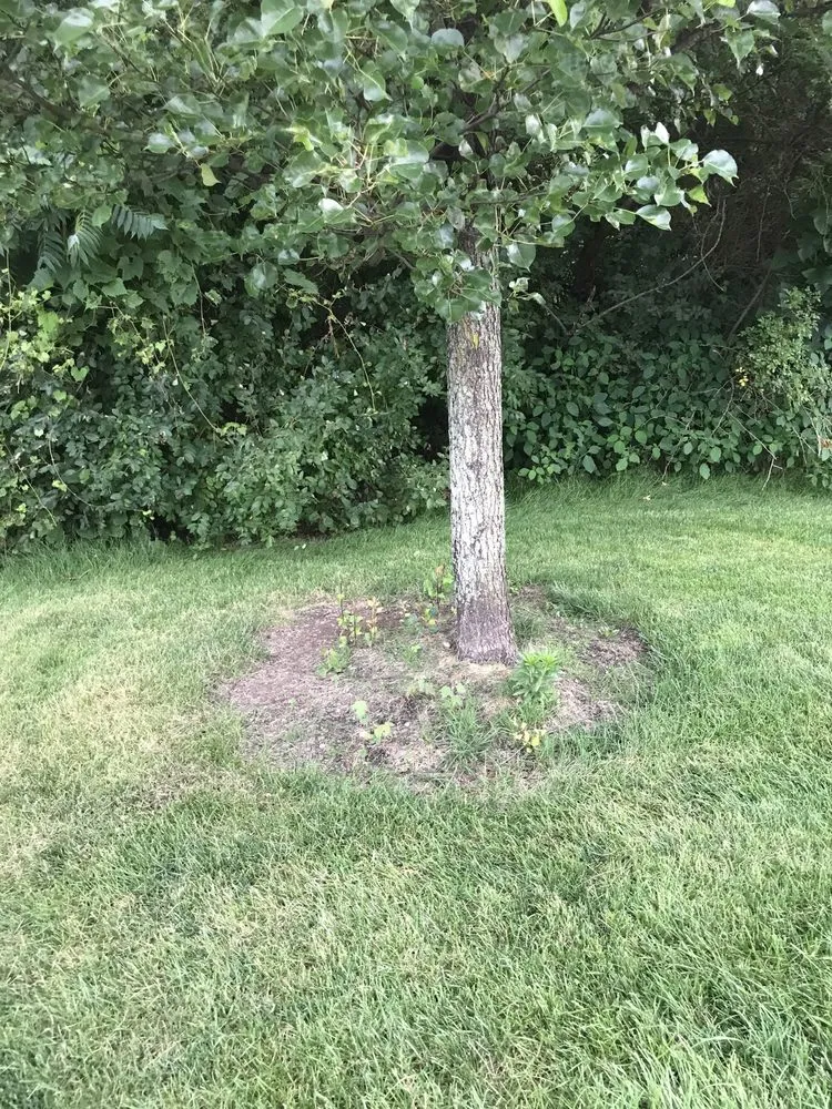 Top-rated yard cleanup service near you across Mogadore, OH - Wide Open Property Maintenance