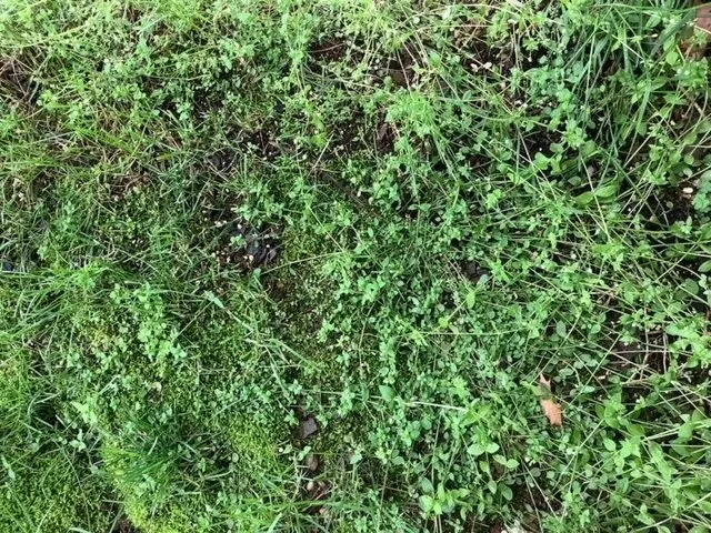 Trusted yard maintenance near you in Mogadore, OH by Wide Open Property Maintenance