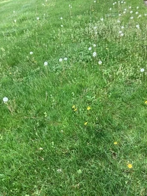 Top-rated residential landscaping experts serving Mogadore, OH - Wide Open Property Maintenance