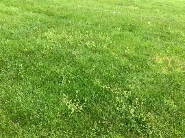 Affordable residential landscaping for beautiful yards in Mogadore, OH by Wide Open Property Maintenance