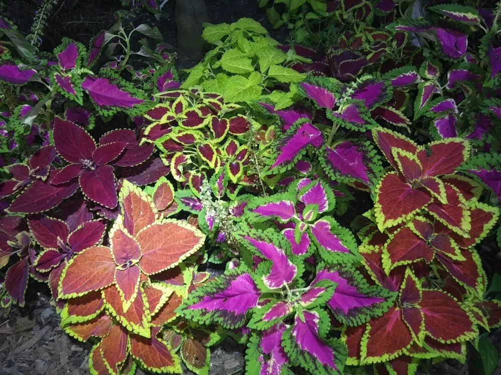 Trusted lawn mowing service for beautiful yards across Haw River, NC - Wieland's Landscape Design and Maintenance