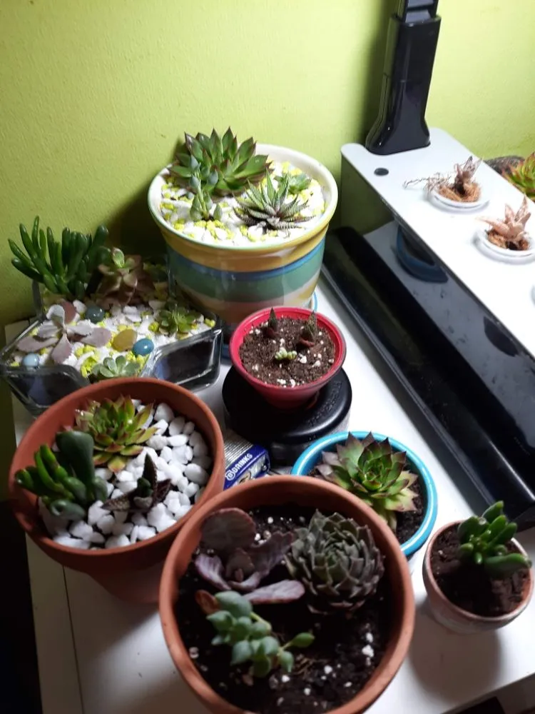 Affordable landscape design experts serving Haw River, NC - Wieland's Landscape Design and Maintenance