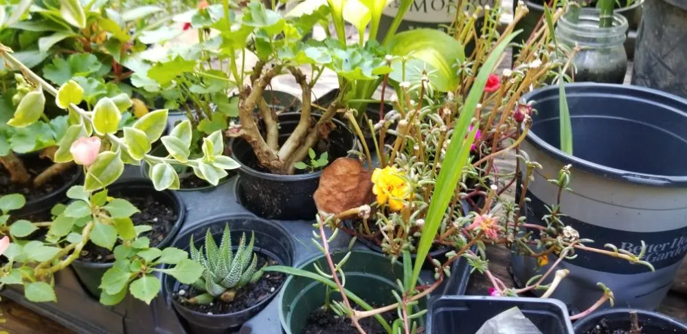 Affordable yard maintenance experts serving Haw River, NC - Wieland's Landscape Design and Maintenance