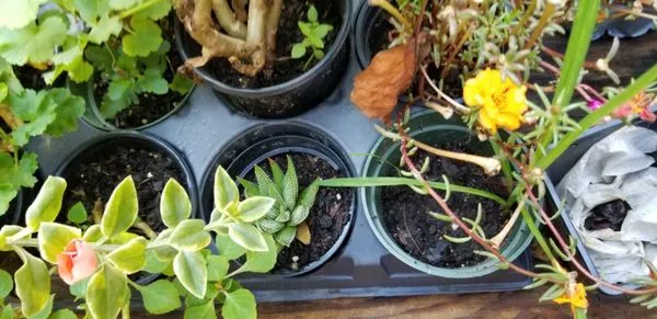 Wieland's Landscape Design and Maintenance