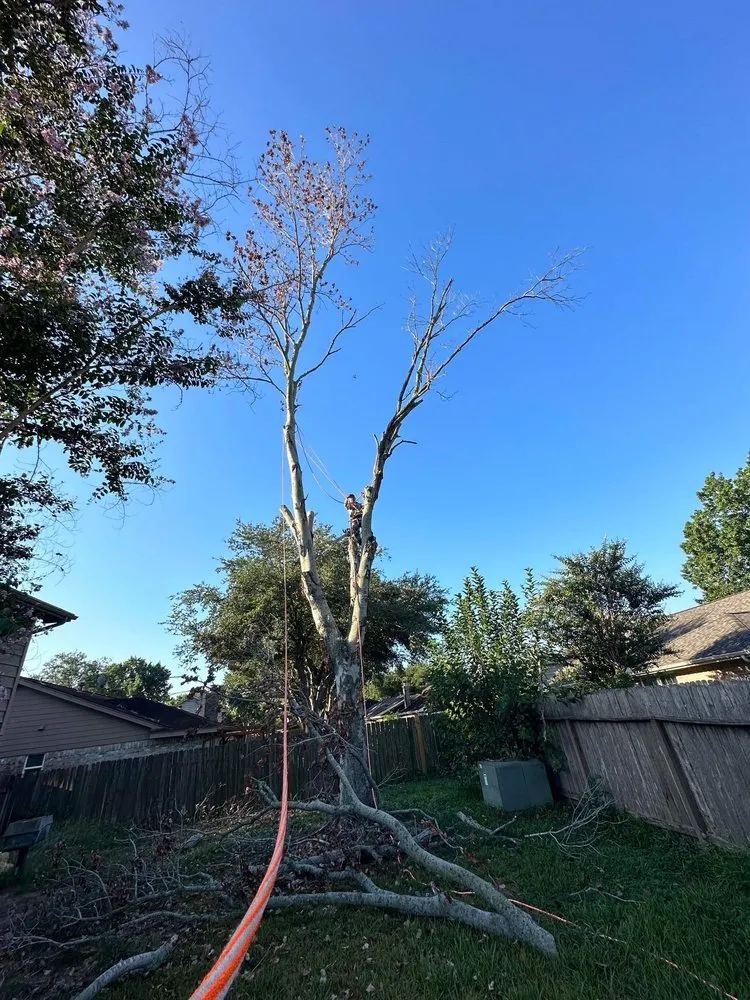 Local lawn care service in Splendora, TX - Wil Landscaping