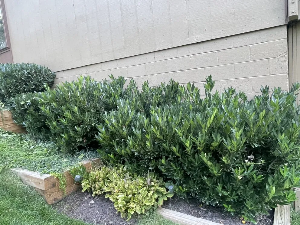 Trusted lawn care service in Dale City, VA by Wilber Landscape