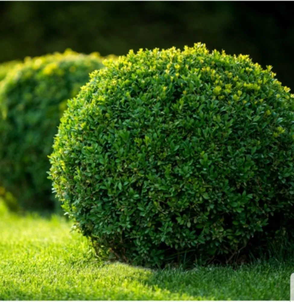 Trusted lawn mowing service in Tujunga, CA by Wilber's Landscaping & Mantenance