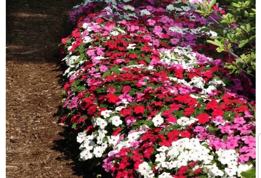 Expert yard cleanup service in Tujunga, CA - Wilber's Landscaping & Mantenance