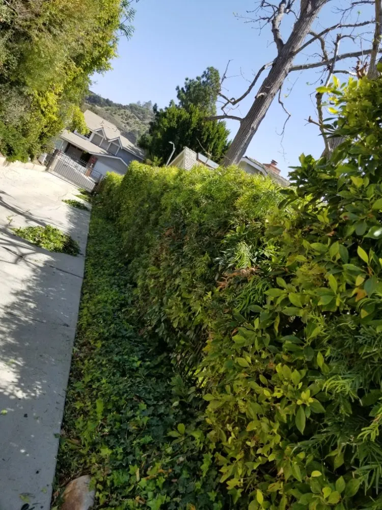 Custom yard maintenance for beautiful yards in Tujunga, CA by Wilber's Landscaping & Mantenance