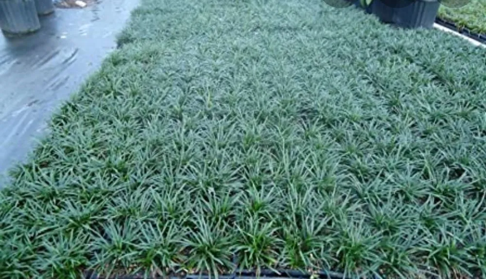 Affordable garden landscaping for beautiful yards in Tujunga, CA by Wilber's Landscaping & Mantenance