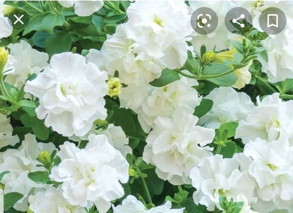 Affordable landscape design in Tujunga, CA - Wilber's Landscaping & Mantenance