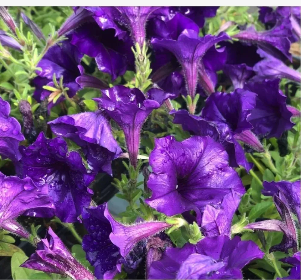 Local landscape installation for homes across Tujunga, CA - Wilber's Landscaping & Mantenance