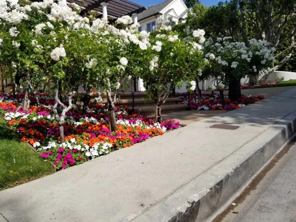 Expert landscape design in Tujunga, CA by Wilber's Landscaping & Mantenance