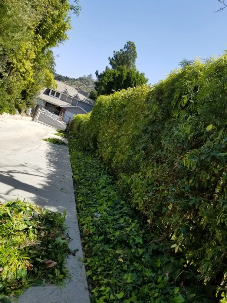 Custom yard cleanup service in Tujunga, CA - Wilber's Landscaping & Mantenance
