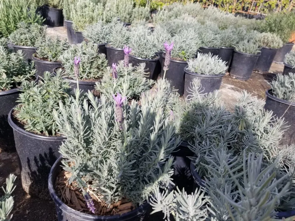 Trusted lawn mowing service for outdoor upgrades in Tujunga, CA by Wilber's Landscaping & Mantenance